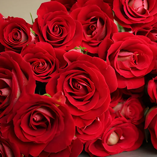 Salsa Red Orange Spray Roses up close
