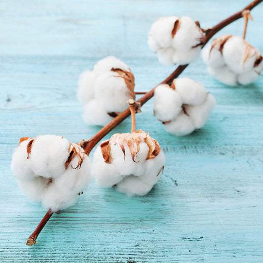 Clean Cotton Fragrance Oil 335